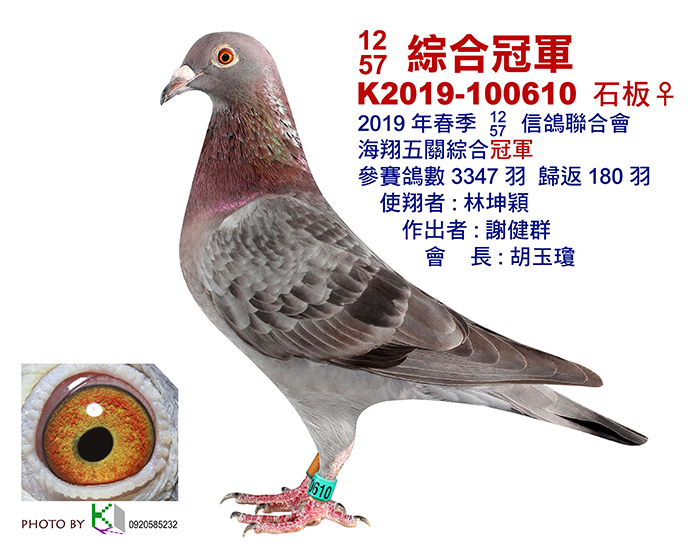 好鴿網nicepigeon 台灣賽鴿拍賣網站最佳首選