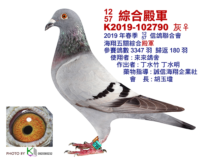 好鴿網nicepigeon 台灣賽鴿拍賣網站最佳首選